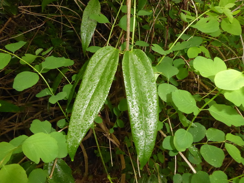 Clematis armandii