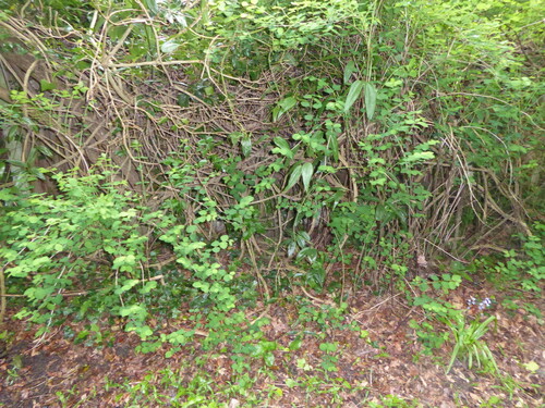 Clematis armandii