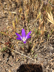 Brodiaea elegans elegans