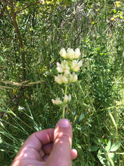 Lupinus densiflorus