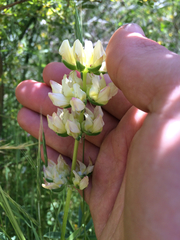 Lupinus densiflorus
