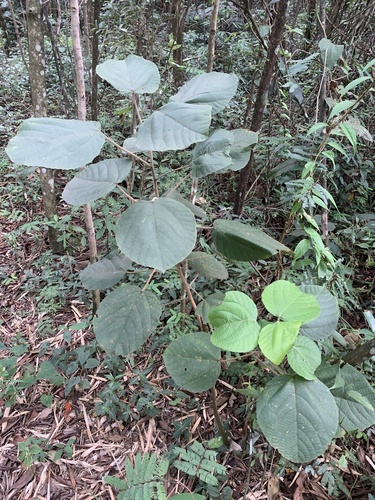 Foto de Tanheiro
