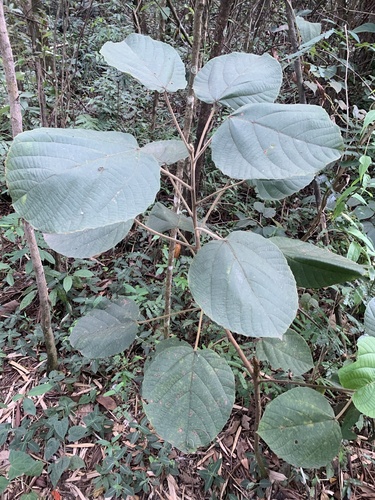 Foto de Tanheiro