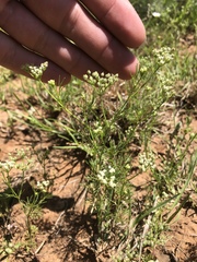 Spermolepis echinata