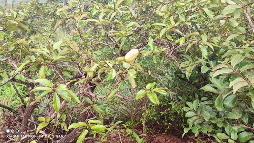 Image of Qualea grandiflora by (c) Thomaz Ricardo Favreto Sinani, some rights reserved (CC BY)