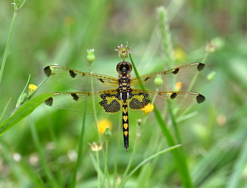 Calico Pennant photographed in Louisiana