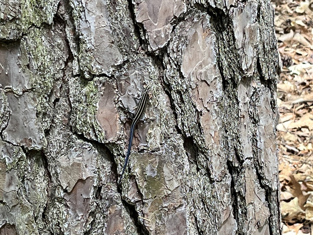 Common Five-lined Skink from Camp Durant Lake Number One, Raleigh, NC ...