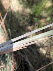 Andropogon virginicus