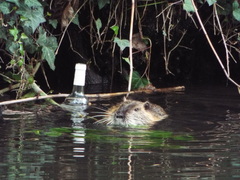 Myocastor coypus