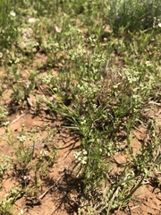 Spermolepis echinata