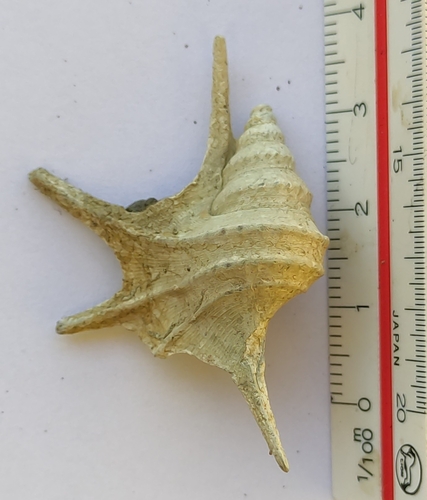 Aporrhais serresiana observed 2024-04-16