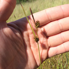 Carex serratodens