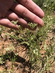 Spermolepis echinata