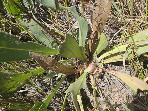 Kouga Sugarbush (Protea vogtsiae)