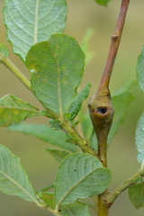 Rabdophaga pierreana