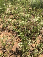 Spermolepis echinata