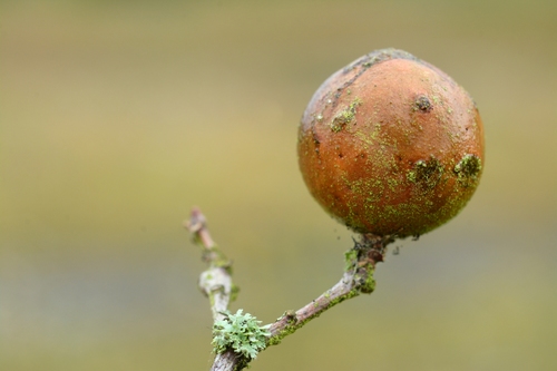 Oak Marble Gall Wasp