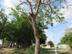 Metopium brownei
