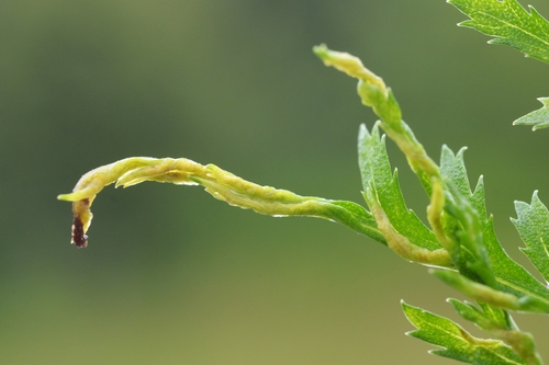 Aceria tuberculata