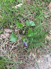 Viola sororia
