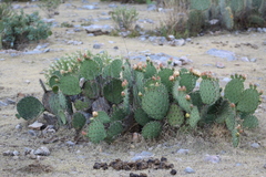 Opuntia rastrera