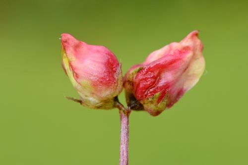 Contarinia loti