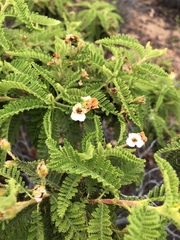 Chamaebatia australis