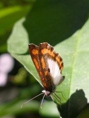 Nymphidium caricae