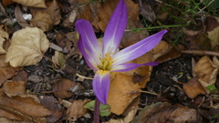 Colchicum speciosum