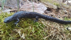 Ambystoma 'unisexual complex'