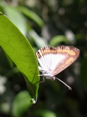 Nymphidium caricae