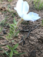 Oenothera engelmannii