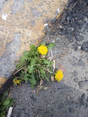 Taraxacum officinale
