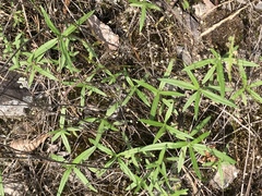 Helianthus porteri