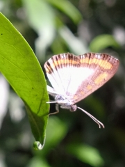 Nymphidium caricae