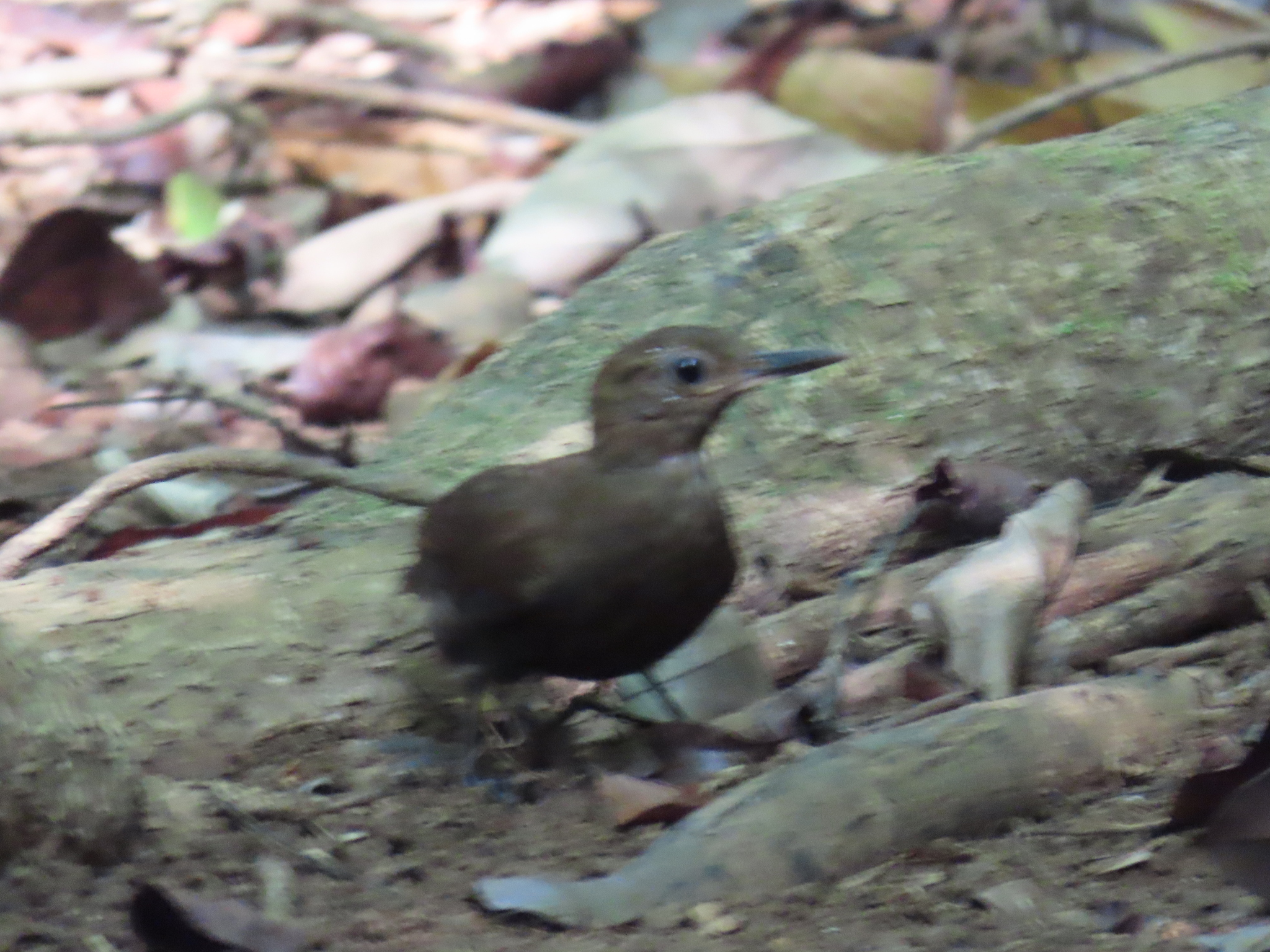 Scaly-throated Leaftosser (Sclerurus guatemalensis), photo 3