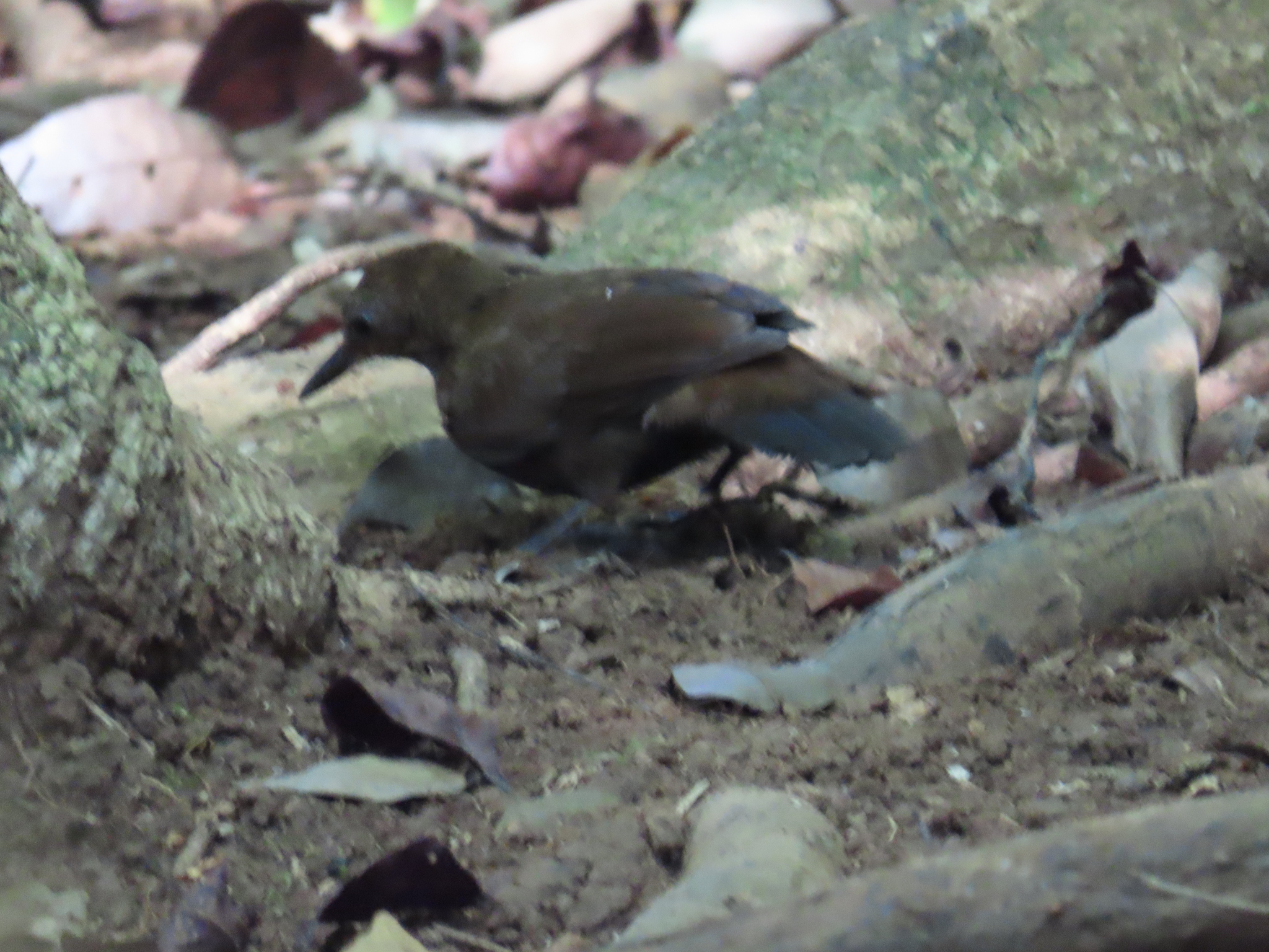 Scaly-throated Leaftosser (Sclerurus guatemalensis), photo 4