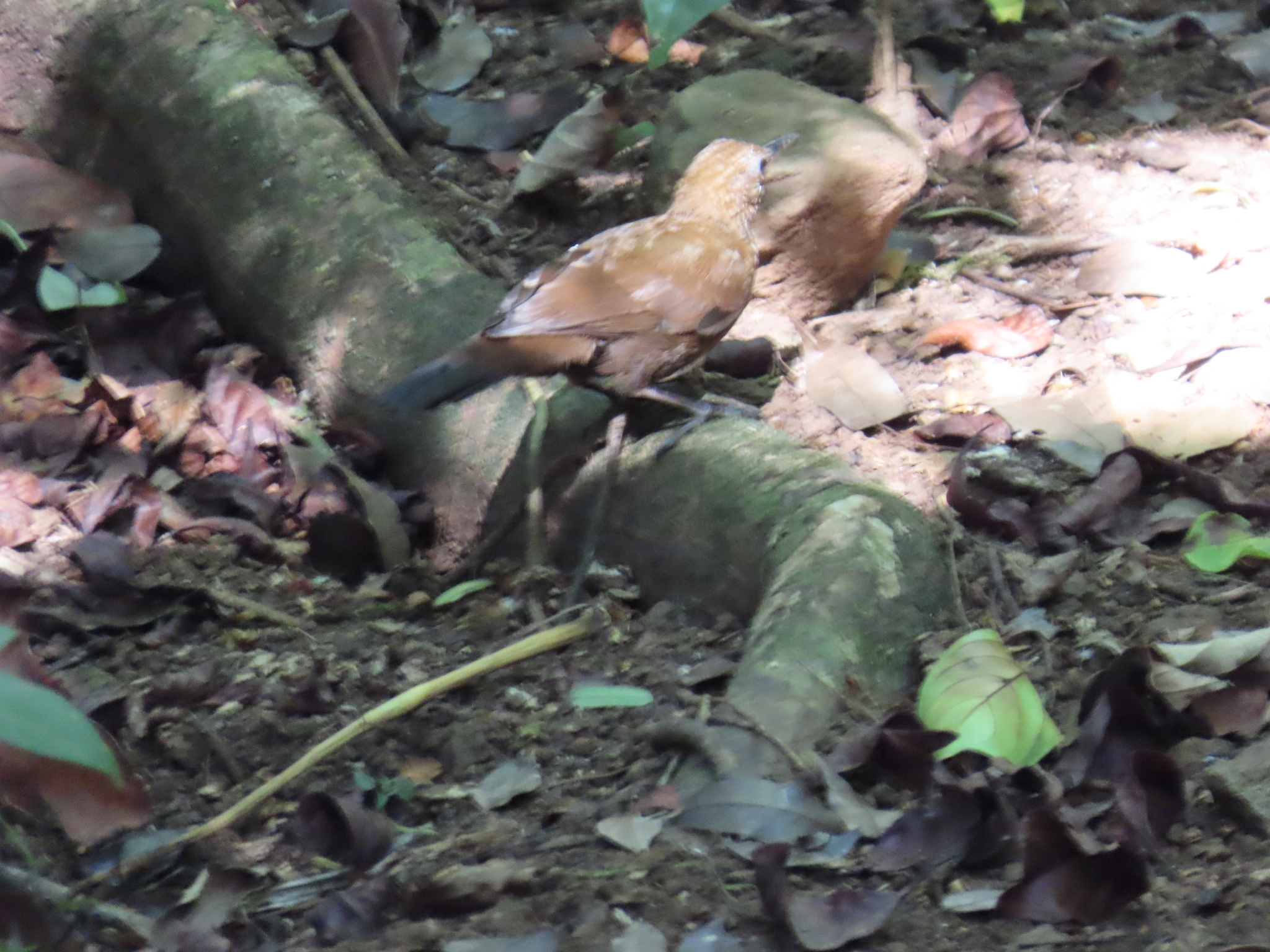 Scaly-throated Leaftosser (Sclerurus guatemalensis), photo 5