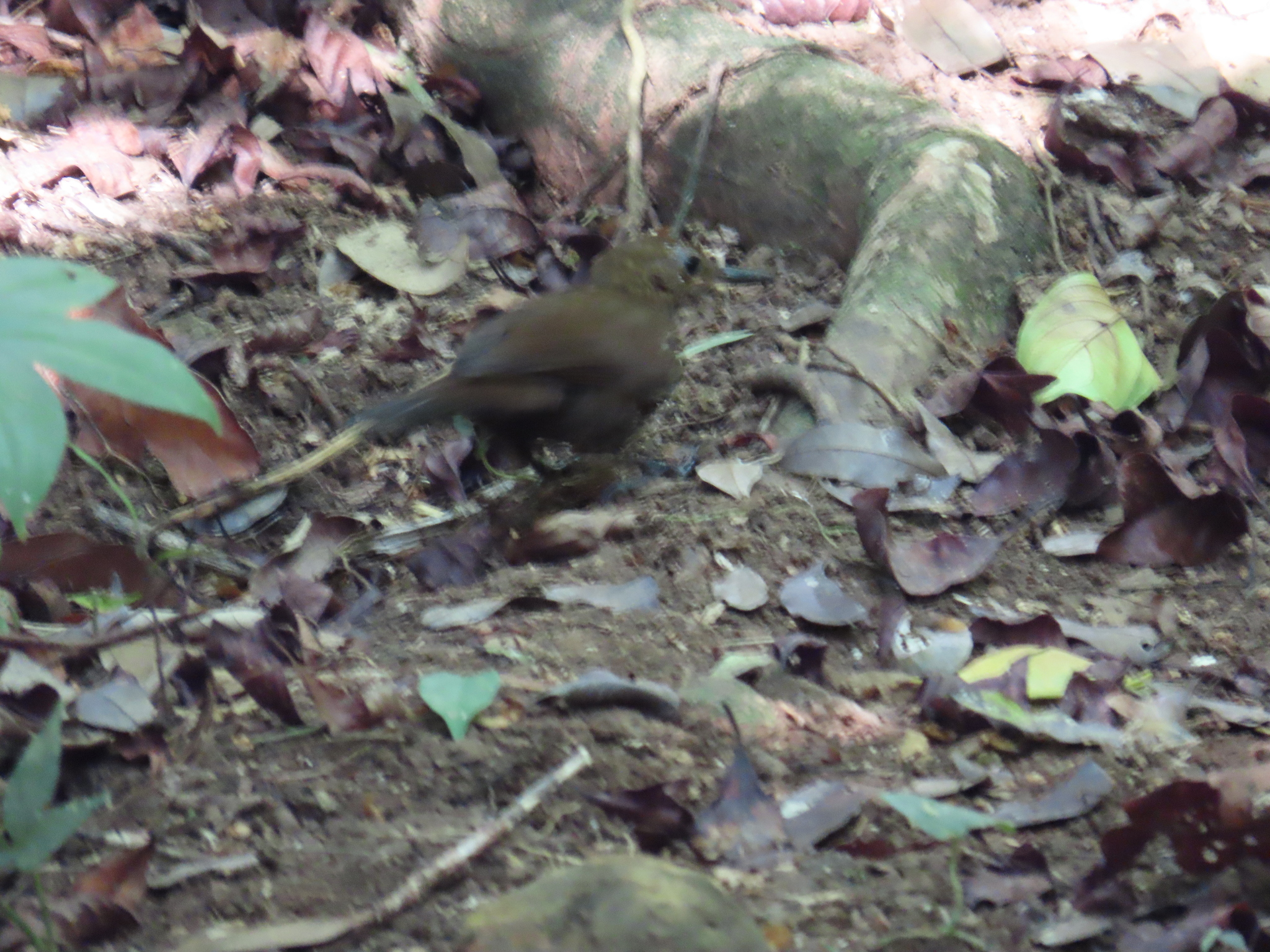Scaly-throated Leaftosser (Sclerurus guatemalensis), photo 6