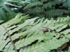 Micrathena acuta