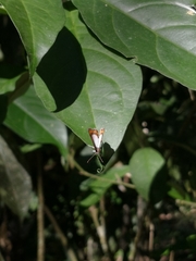 Nymphidium caricae