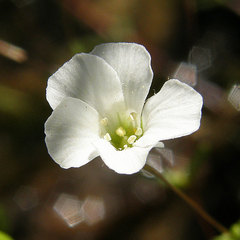 Mononeuria uniflora