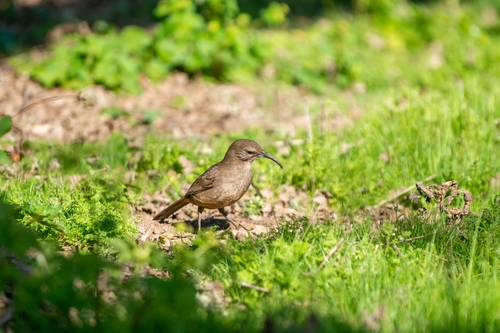 iNaturalist observation photo of California Thrasher