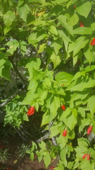 Malvaviscus penduliflorus