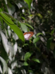Nymphidium caricae