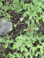 Lithospermum matamorense