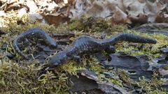 Ambystoma 'unisexual complex'