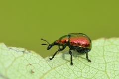 Byctiscus populi