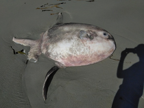 Sharpfin sunfish (Masturus lanceolatus) — Molidae — 3