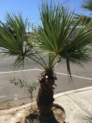 Arecaceae